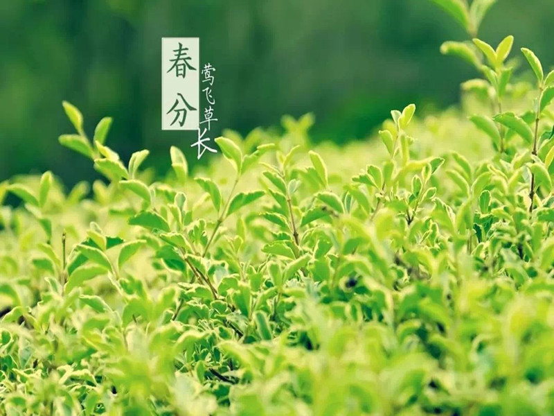 246蓝月亮精选二四六资料